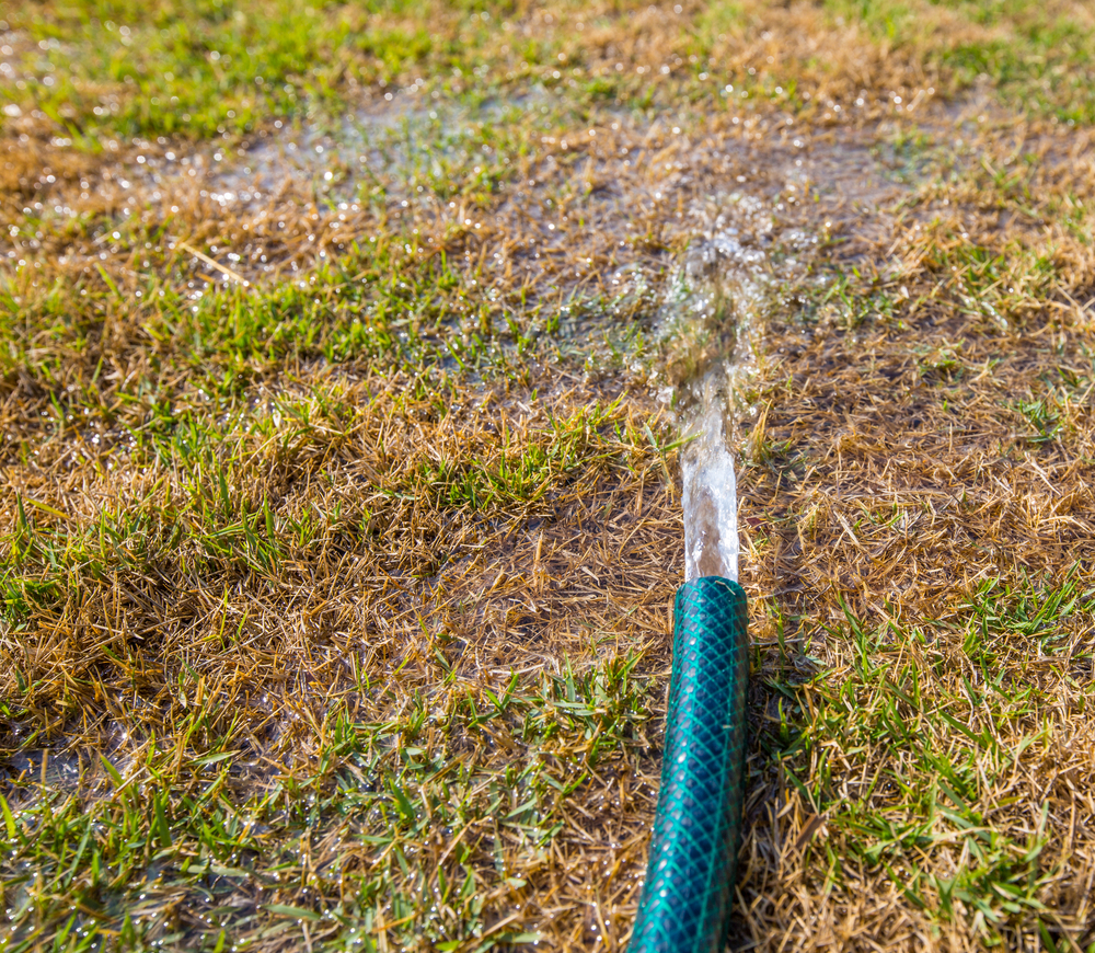 Gardening In A Drought - Think