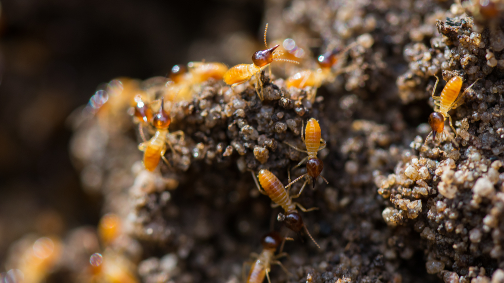 Computer Scientists Are Obsessed With Termites | Think