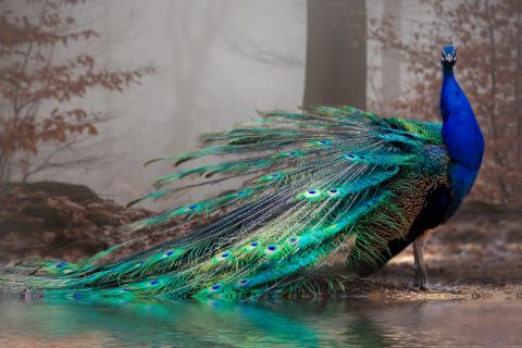Photo of a colorful peacock in a greyish forest.