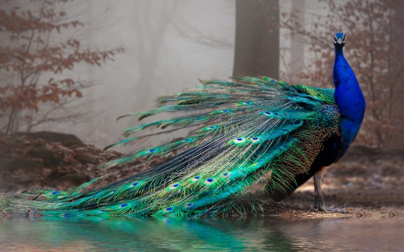 Photo of a colorful peacock in a greyish forest.
