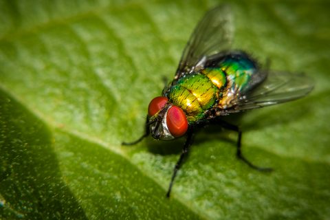 Common green bottle fly on a green leaf.