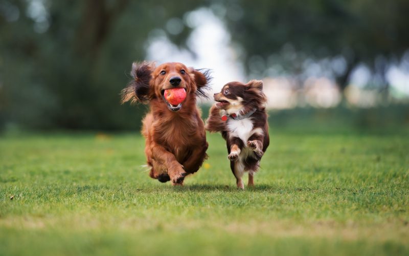 Two small dogs are running on grass.