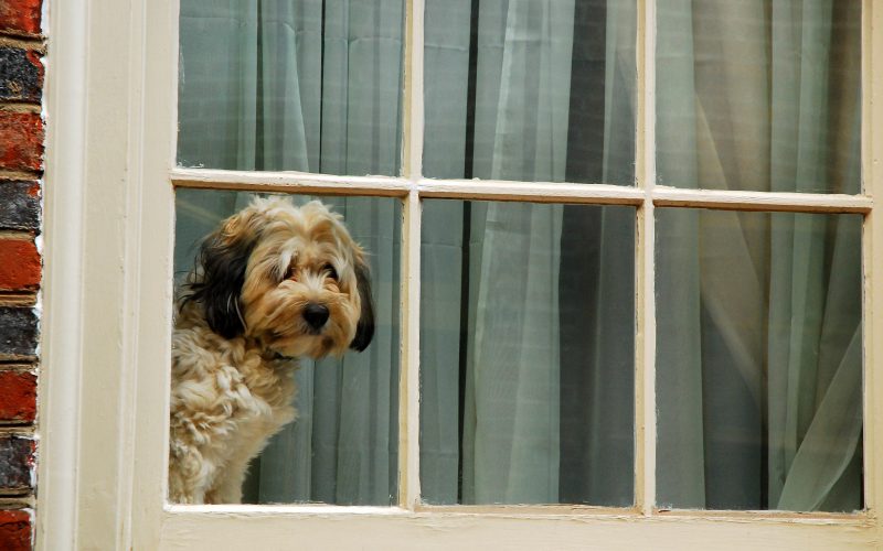 A dog stares outside the window.
