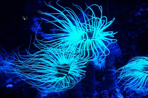 Photo of coral reef bioluminescent plant in the ocean.