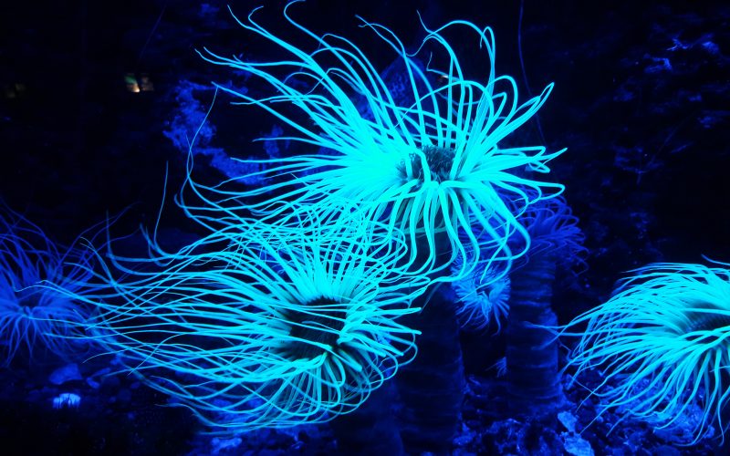 Photo of coral reef bioluminescent plant in the ocean.