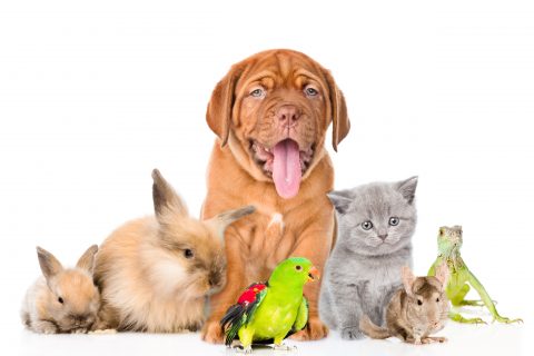 A variety of cats, dogs, rabbits and other pets pose for a cute picture