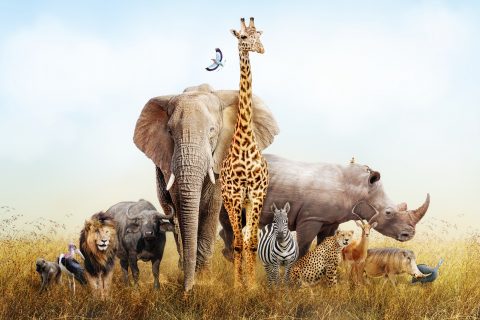 Photo of a group of African safari animals composited together in a scene of the grasslands of Kenya.