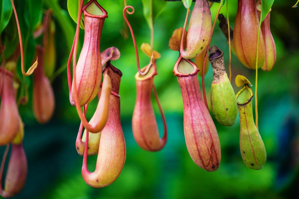 Encounter a menacing carnivorous plant known as the putrid