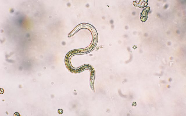 Parasites could unlock evolutionary history - Think