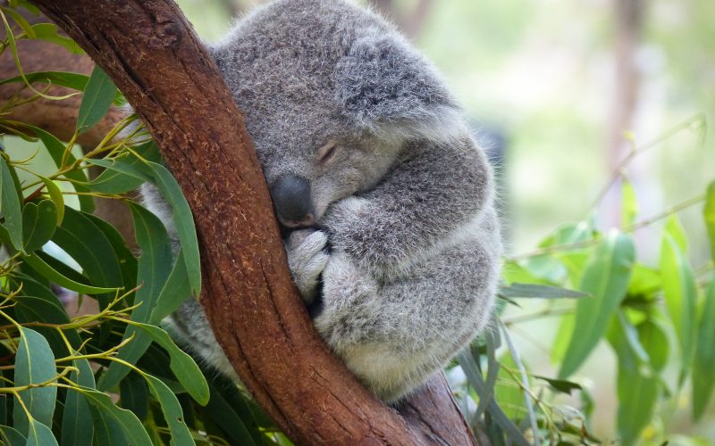 Koalas bump noses and other fun facts