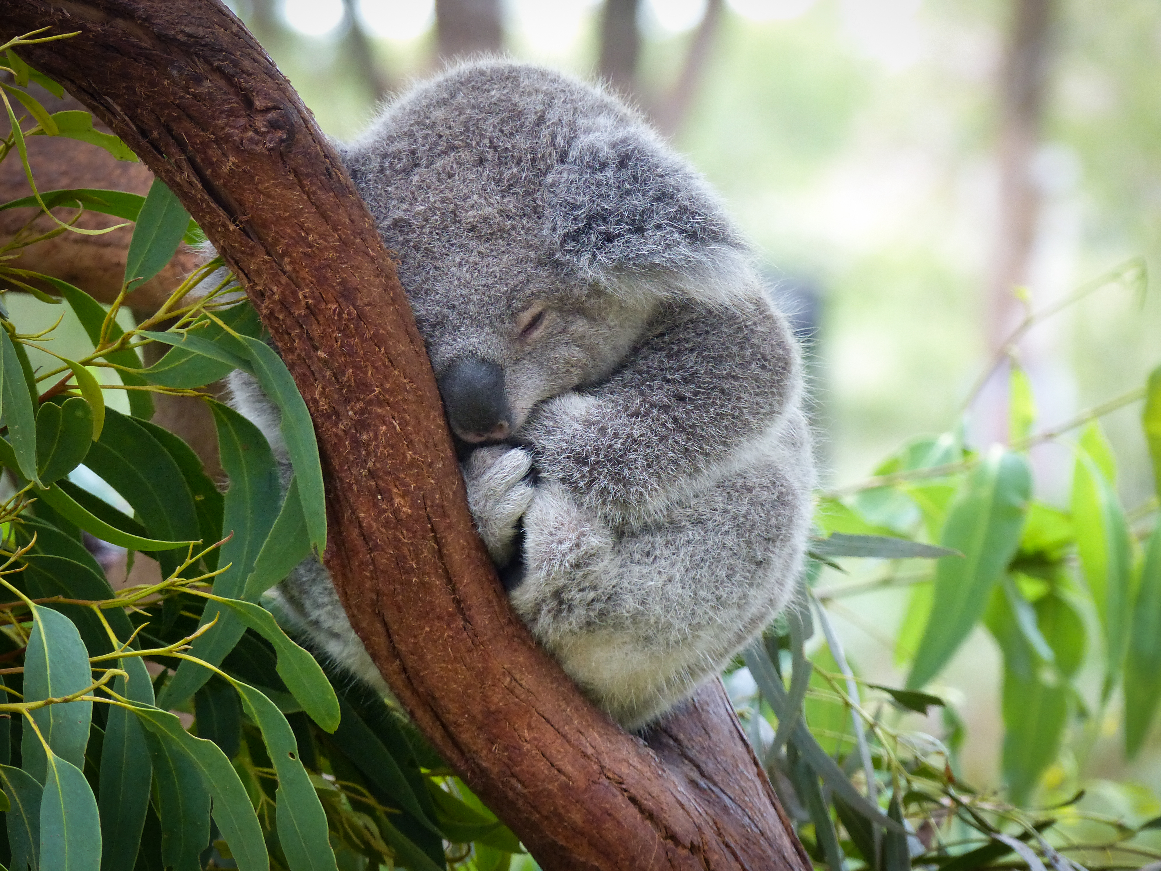 Koalas bump noses and other fun facts | Think