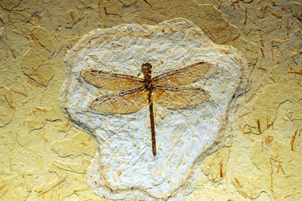 The new world of fossil biology | Think