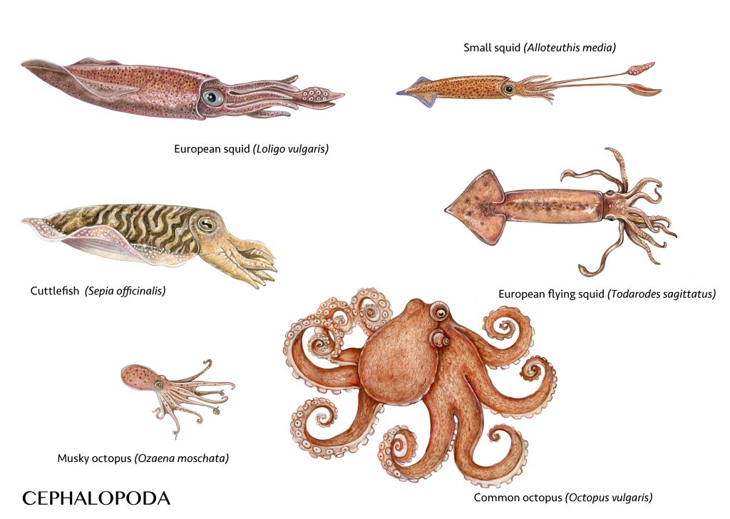 Octopuses: The aliens of the ocean | Think