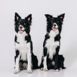 Two identical Border Collies sitting side by side