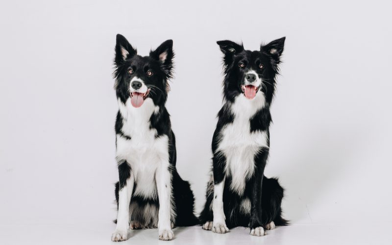 Two identical Border Collies sitting side by side