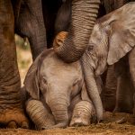 Three elephants huddled together