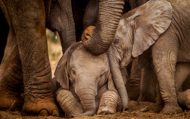 Three elephants huddled together