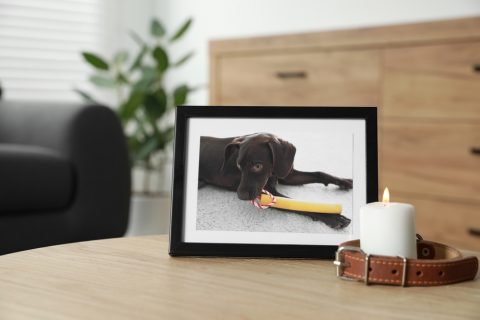 remembering animals who've past. Dog picture next to candle and dog lesh