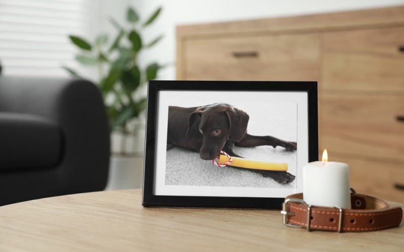 remembering animals who've past. Dog picture next to candle and dog lesh